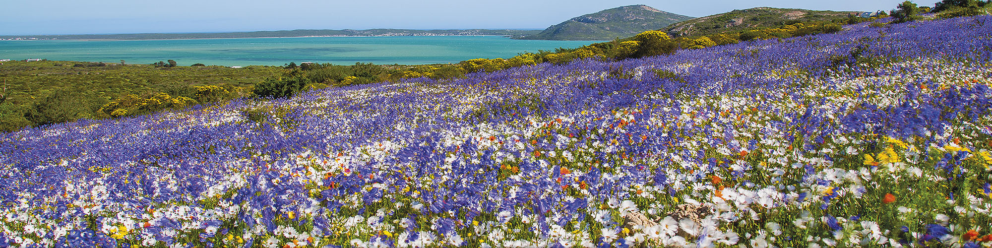 Field of Flowers